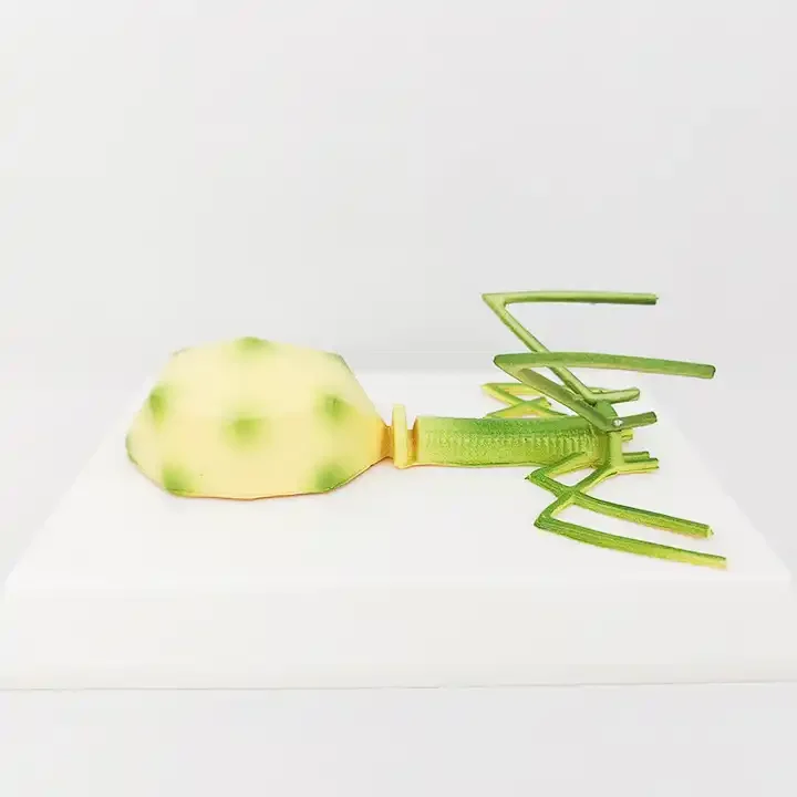 Medical Teaching Equipment Virus Model Adenovirus Phage Combination Virus Model Biological Model Teaching Aid