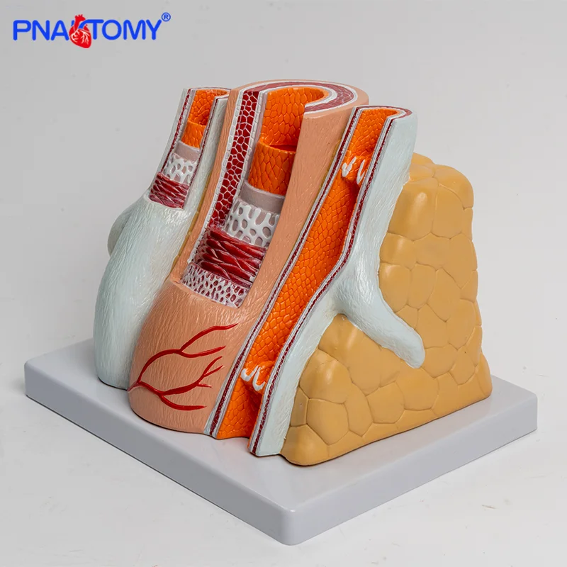 Simulated human arterial and venous vascular amplification hierarchical structure anatomy cardiovascular model artery and vein