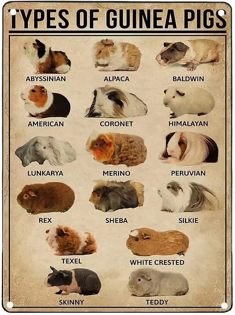 Guinea Pigs Knowledge Metal Signs Vintage Types Of Guinea Pigs Tin Poster Chic Retro Sign Club Living Room School Home