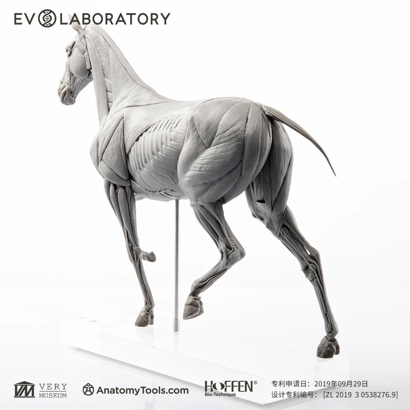 Imagem -04 - Evo Muscle Anatomy Pvc Cavalo Ciência Educação Modelo Handheld Decoração Arte e Ensino Médico Escultura