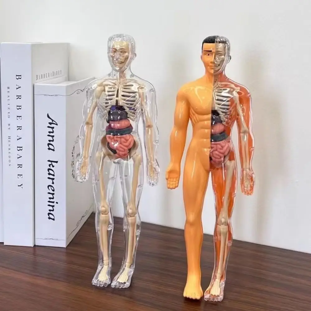 Dos tipos de modelo de anatomía del cuerpo humano 3D, juguete de esqueleto DIY de plástico para niños, ayuda para el aprendizaje temprano de ciencia, juguetes educativos nuevos