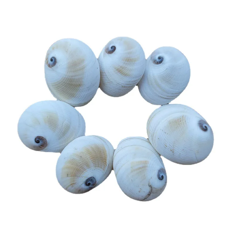 Natural White Shell Material Mediterranean Home Decor Wall Sticker DIY Base Kindergarten Artwork Conus Gloriamaris 2.5-3.5cm - Image 5