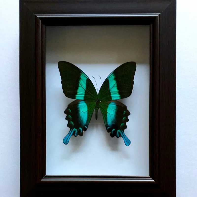 Butterfly Specimen Real Butterfly Real Specimen Teaching Home Decoration Wedding Birthday Gift Home Decor Decorations