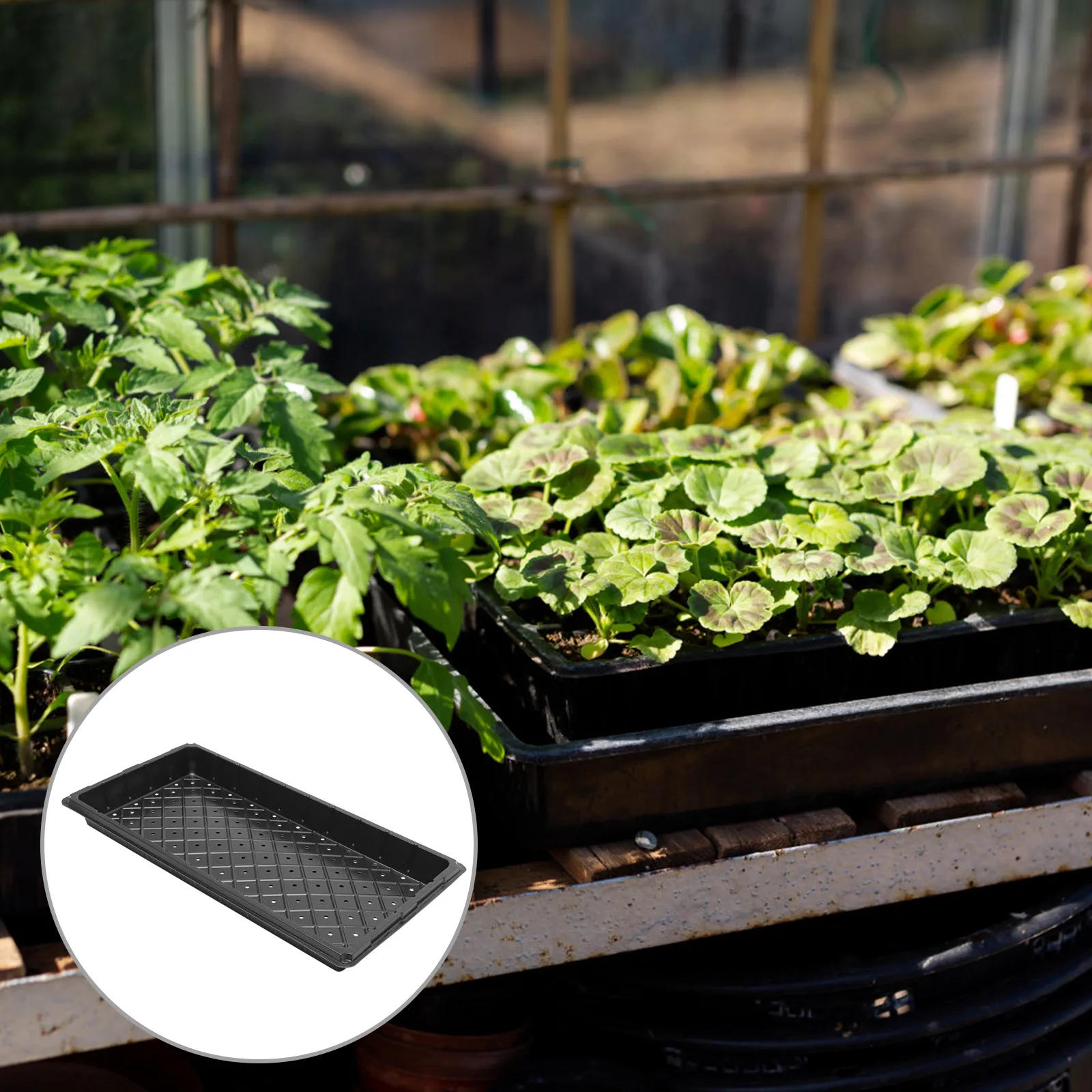 

5pcs Seedling Trays Germination Starter Plates with Holes for Cultivation Nursery Gardening Accessories Plant Growing Tools