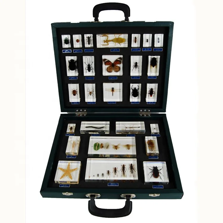 Different Real Insects Transparent Resin Anatomy Model 27 Kinds of Insect Specimen for School Supplies