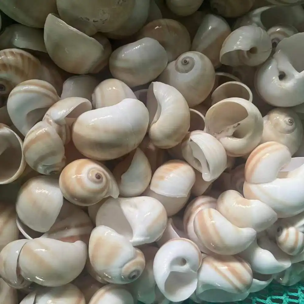 Mixed Nature Sea Shells Starfish Bulk Aquarium Landscape Accessory Hermit Crab House DIY Craft Home Decor Art Piece