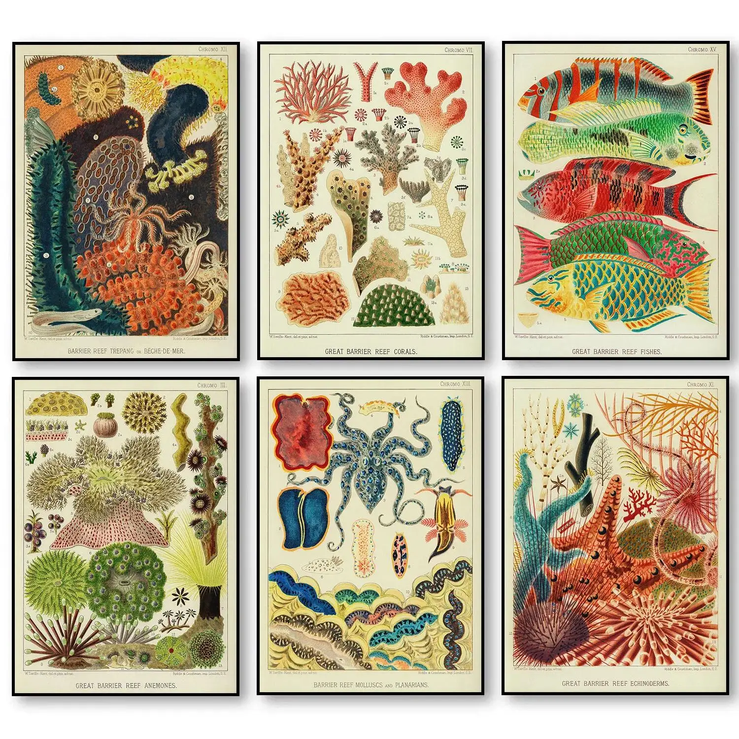 الحياة البحرية الملونة أسماك البحر المرجان الشعاب المرجانية المحيط الطحالب النباتية التعليم المشارك قماش اللوحة الشمال جدار صور ديكور المنزل