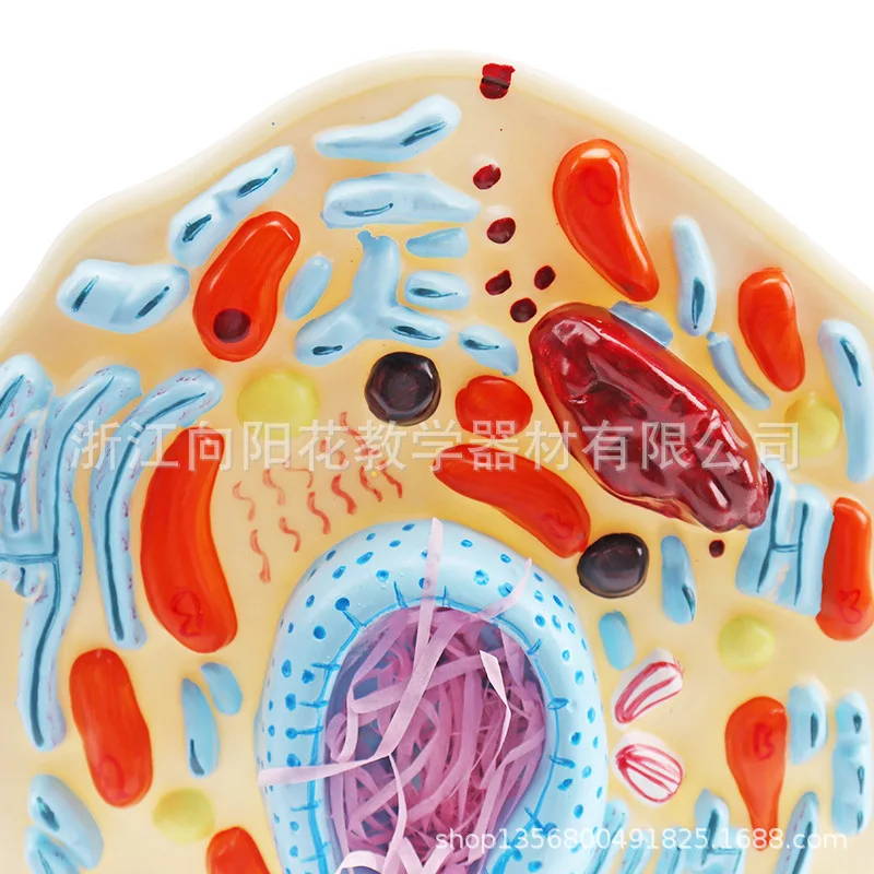 Animal Cell Model Microstructure Anatomical Nucleus Cytoplasm School Biology Teaching Biological Equipment