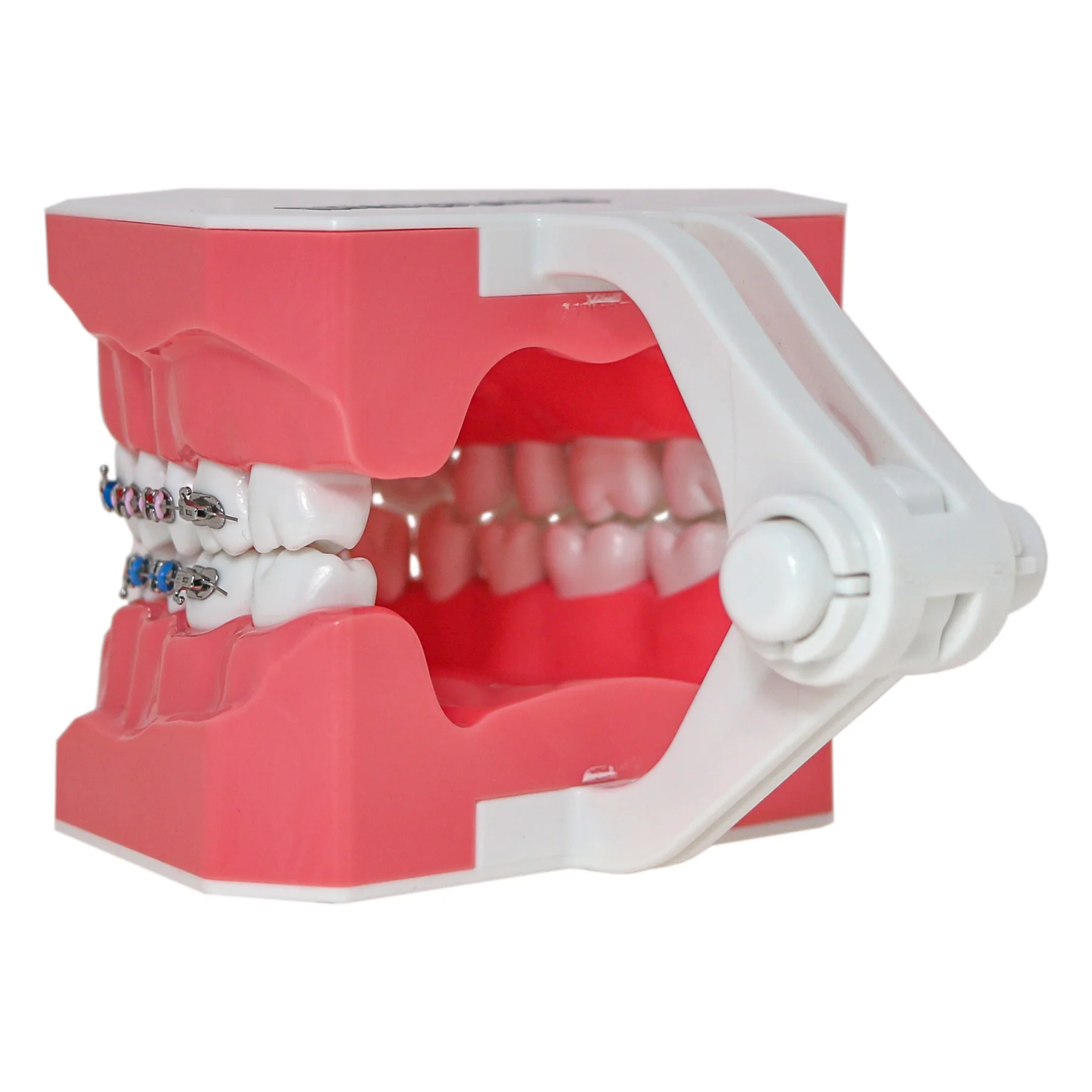 Dental Typodont Orthodontic Teeth Model 1:1 Standard Demo Teach Study With Archwire Ligature Ties Metal Brackets Buccal Tubes
