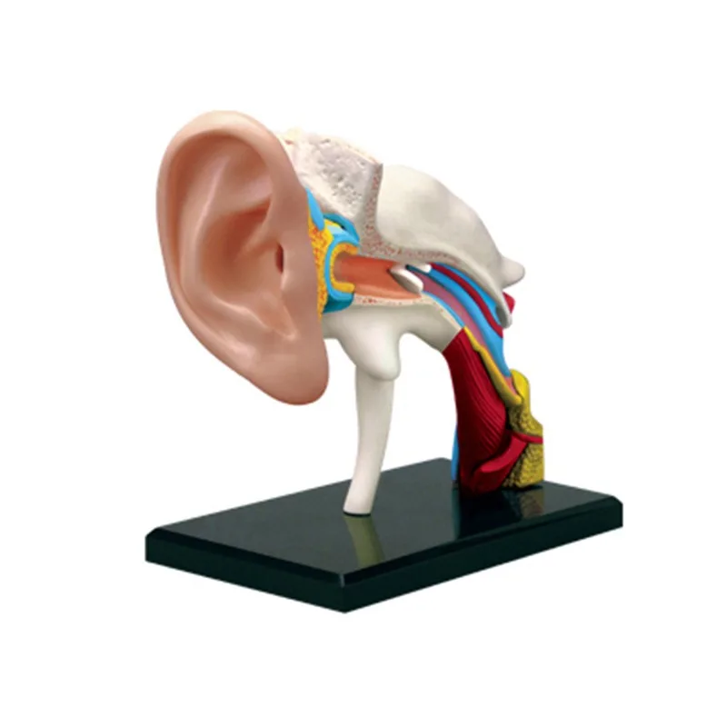 Puzzle Assembly of Anatomical Models of Human Ear Canal Organs for Medical Teaching Purposes