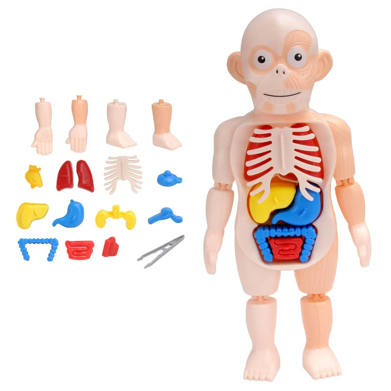 Órgãos humanos corpo visco modelo stem iluminação educacional brinquedo diy quebra-cabeças criança blocos de jogo cognição conjunto aprendizagem presente