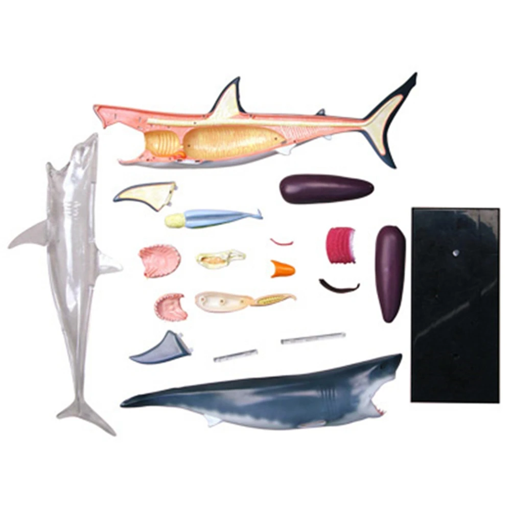 Animal Organ Anatomy Model 4D Shark Intelligence Assembling Toy Teaching Anatomy Model DIY Popular Science Appliances