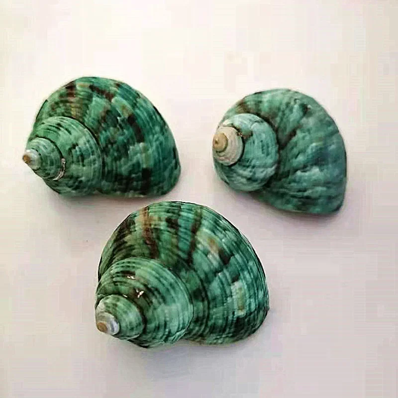 1PCS Green Stenuous Turbo Shells Natural Hermit Crab Shells Ocean Conch Collectors Wedding Decor Beach Theme Party, DIY Crafts