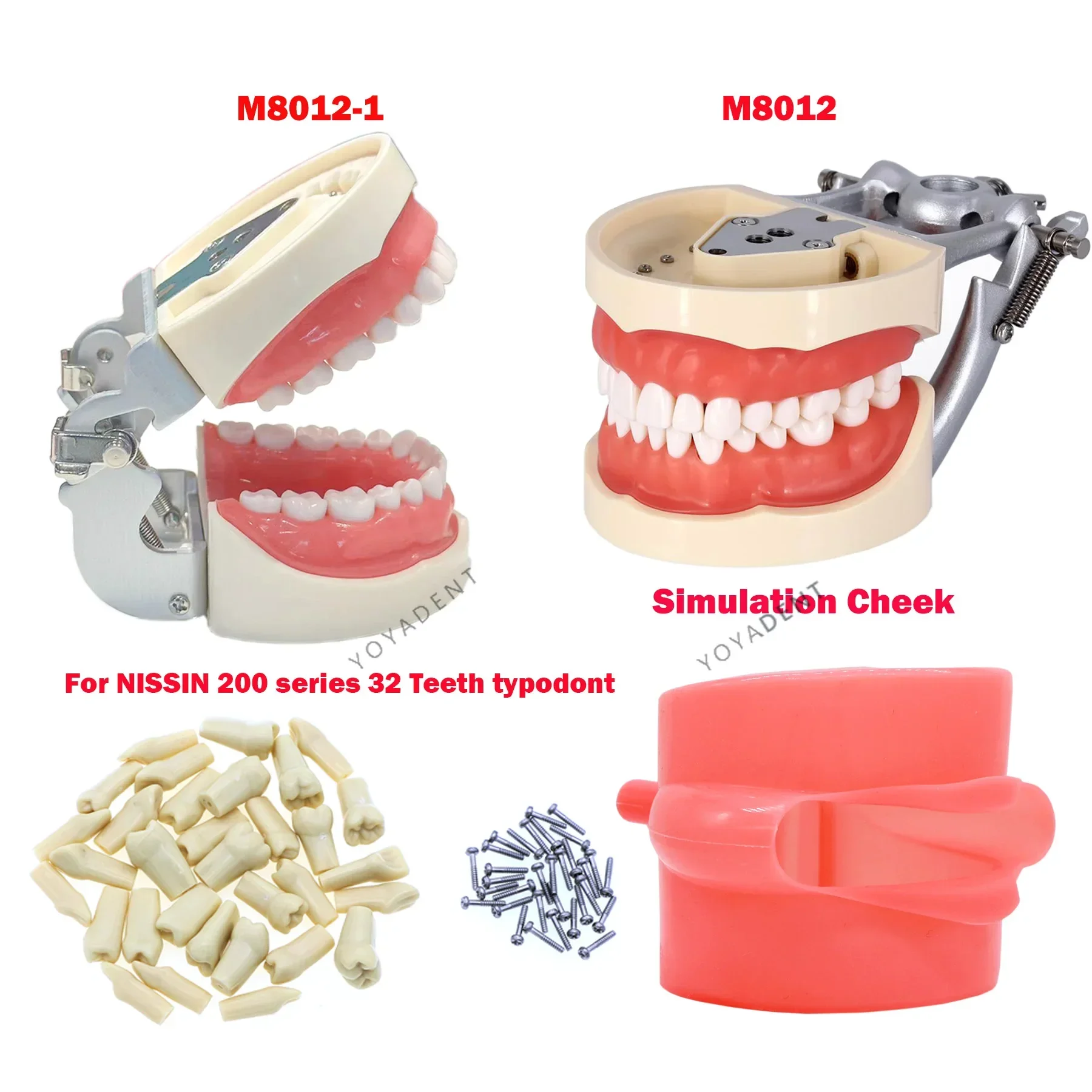 Dental Teeth Model Screw-in Replacement Teeth Compatible NISSIN 200 Type dental teaching model Training Demo Resin Material