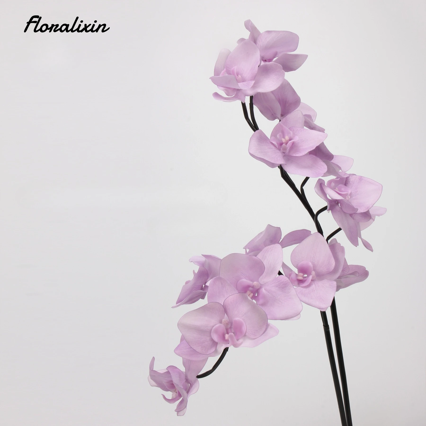7 Fiori Artificiali di Phalaen - Photography Hotel recensione e prezzo