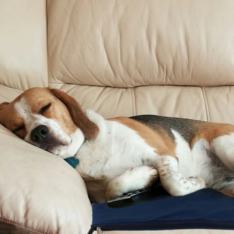 เครื่องทําความร้อนไฟฟ้าสัตว์เลี้ยงผ้าห่มไฟฟ้าเครื่องทําความร้อน Pad สุนัขแมว 7 Gears Thermostat เครื่องทําความร้อน Pad สําหรับฤดูหนาวอุ่นเตียง US Plug