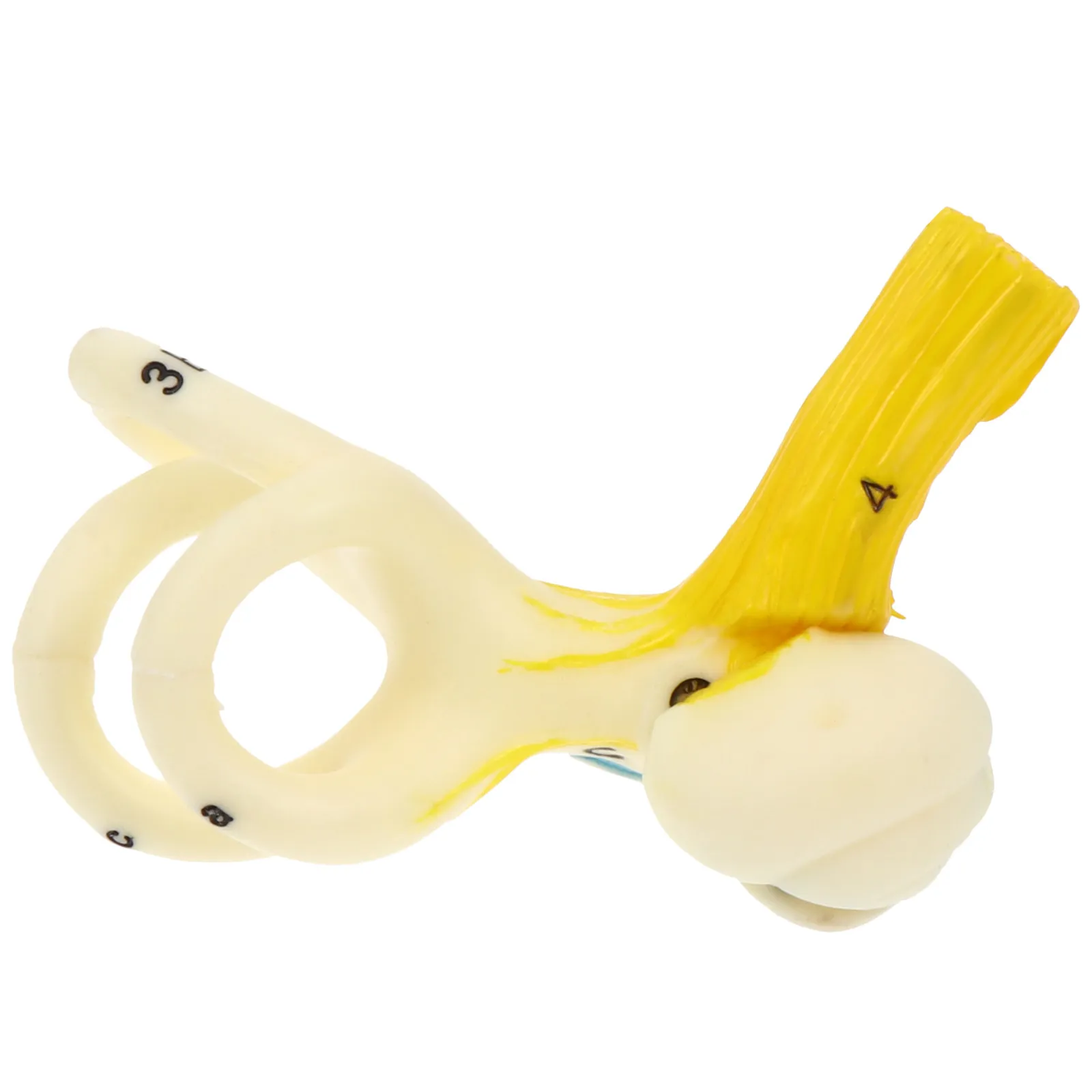 

PVC Human Ear Enlarged Anatomy Teaching Aid for School Ear Structure Education Hygiene Course Teaching Prop