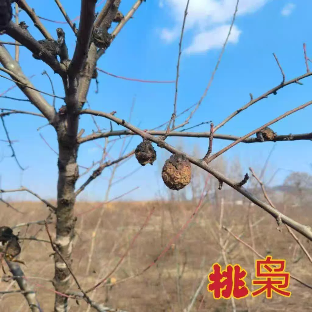 

Подлинный кулон из персикового дерева, украшение из горного персикового дерева с резьбой, декоративный материал для детей и мам