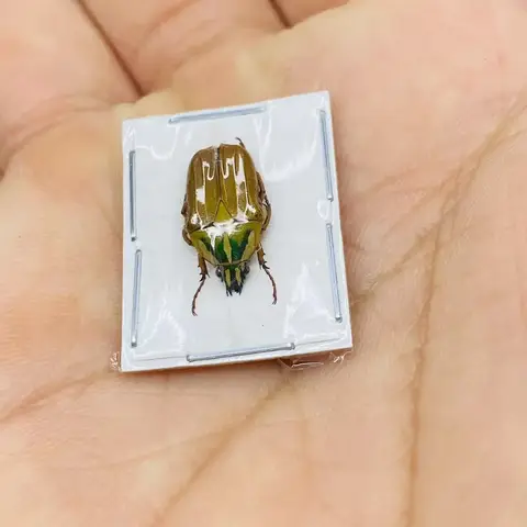 Real Cicada Specimens Golden Tortoise Insects Beetle Real Insect Ornaments Decorative Paintings Home Decor Sculpture Taxidermy