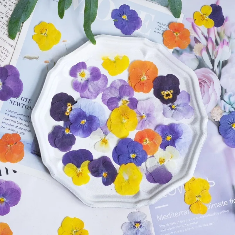 متعدد الألوان الطبيعية ضغط الزهور المجففة البنفسجي بانسي DIY بها بنفسك الراتنج الفن حشوات ريال المجففة زهرة مسمار الفن Makingup الديكور