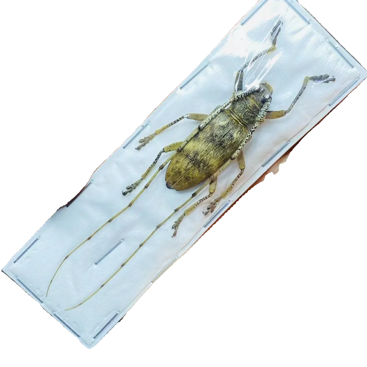

Real Beetle Specimen Batocera Horsfieldi Real Insects DIY Living Room Decoration Figurine Carfs Desk Decoration