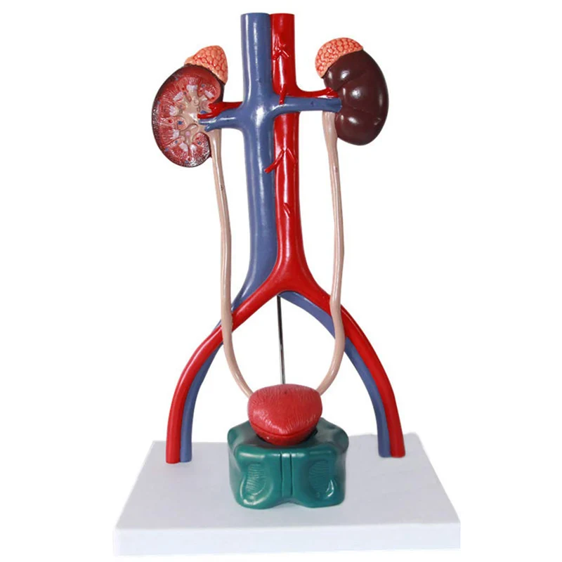 

Human Urinary System Anatomy Model Medical Science Teaching Resources Drop Shipping