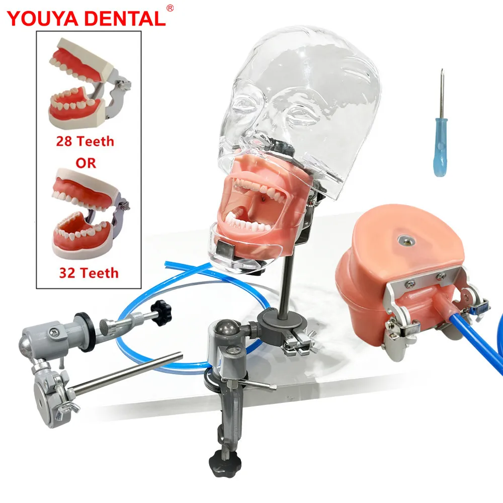 

Dental Manikin Phantom Head For Dentistry Training Practice Teaching Studying Dental Simulator Head Model With 32/28 Teeth Model