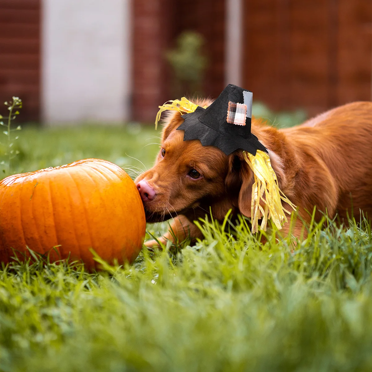 

Pet Scarecrow Hat Halloween Dog Cat Size L Durable Nylon Nonwoven Funny Appearance Costume Party Cosplay Hat Pet Scarecrow Cap