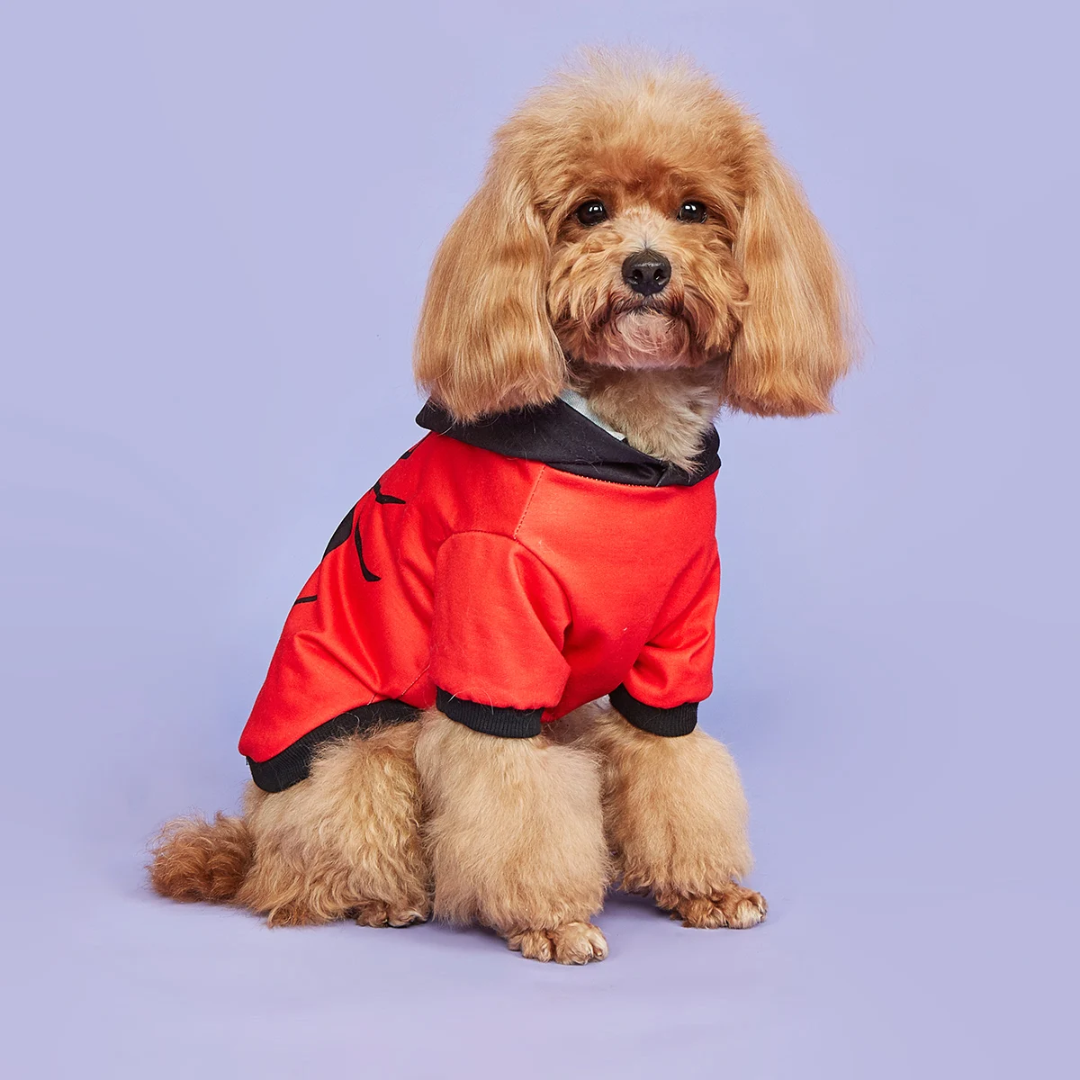 Halloween Spider Dog Hoodie 2