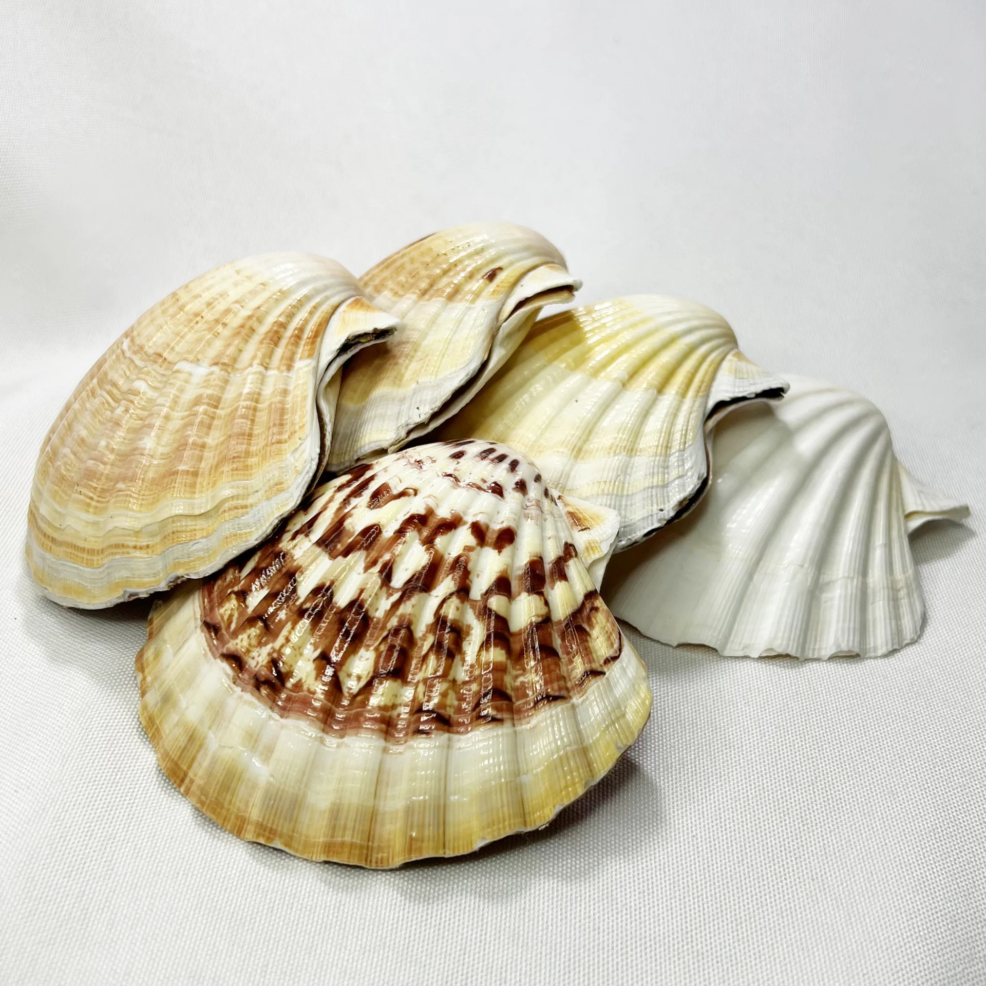Natural Pecten Shell - Hawaiian Scallop Aquarium Decor, Wholesale Prop, Coral Companion, Marine Display Piece, Ocean Themed Orna