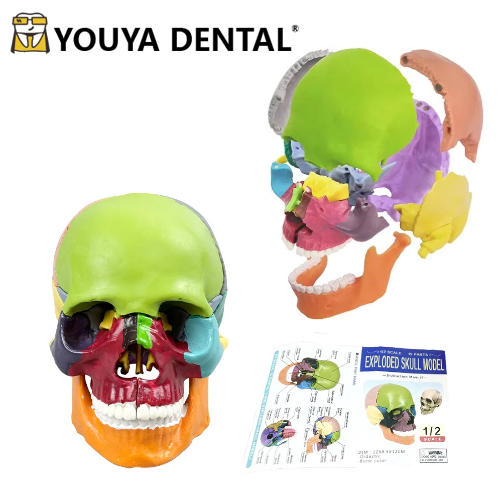 

1 шт./компл. 4D разобранная цветная анатомическая модель черепа, съемная обучающая демонстрационная модель, принадлежности для стоматологической лаборатории