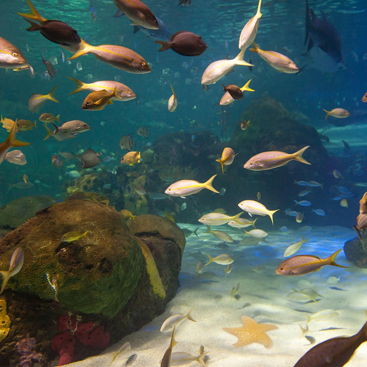 

70Pcs Luminous Pebbles Colorful Glowing Stones for Aquarium Vase Pathway Fairy Garden Decoration Resin Non Toxic Solar