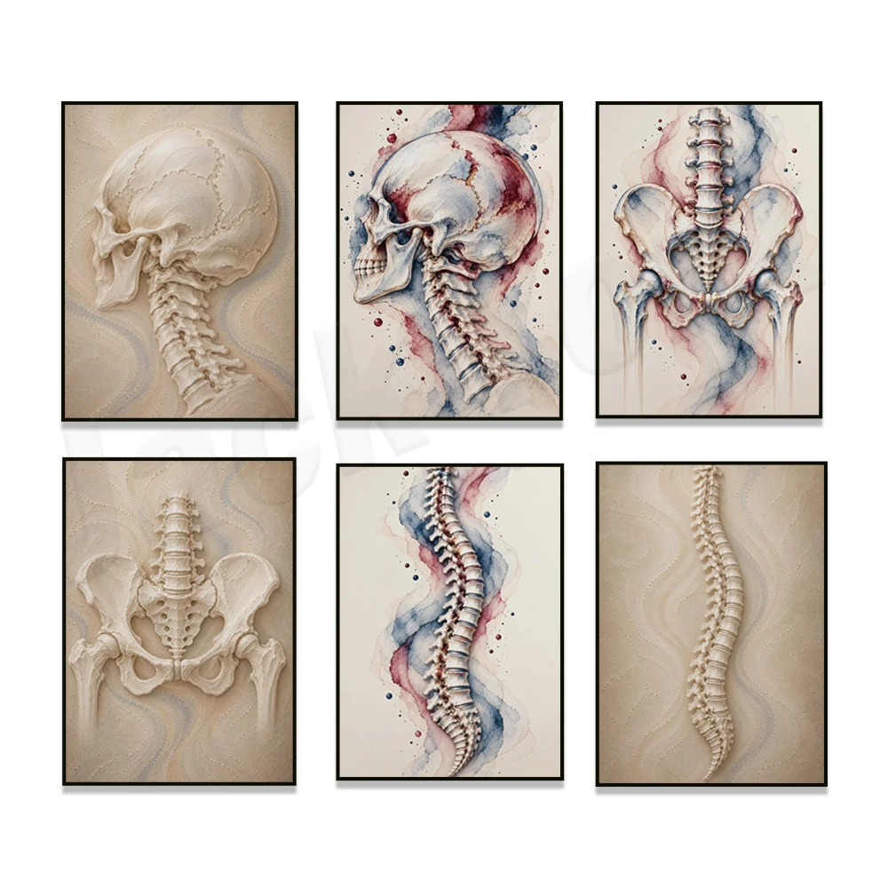 Spinal Art: Anatomical Print of the Occiput, Skull, Spine, and Pelvis – Canvas Poster for Chiropractic Clinic Decor