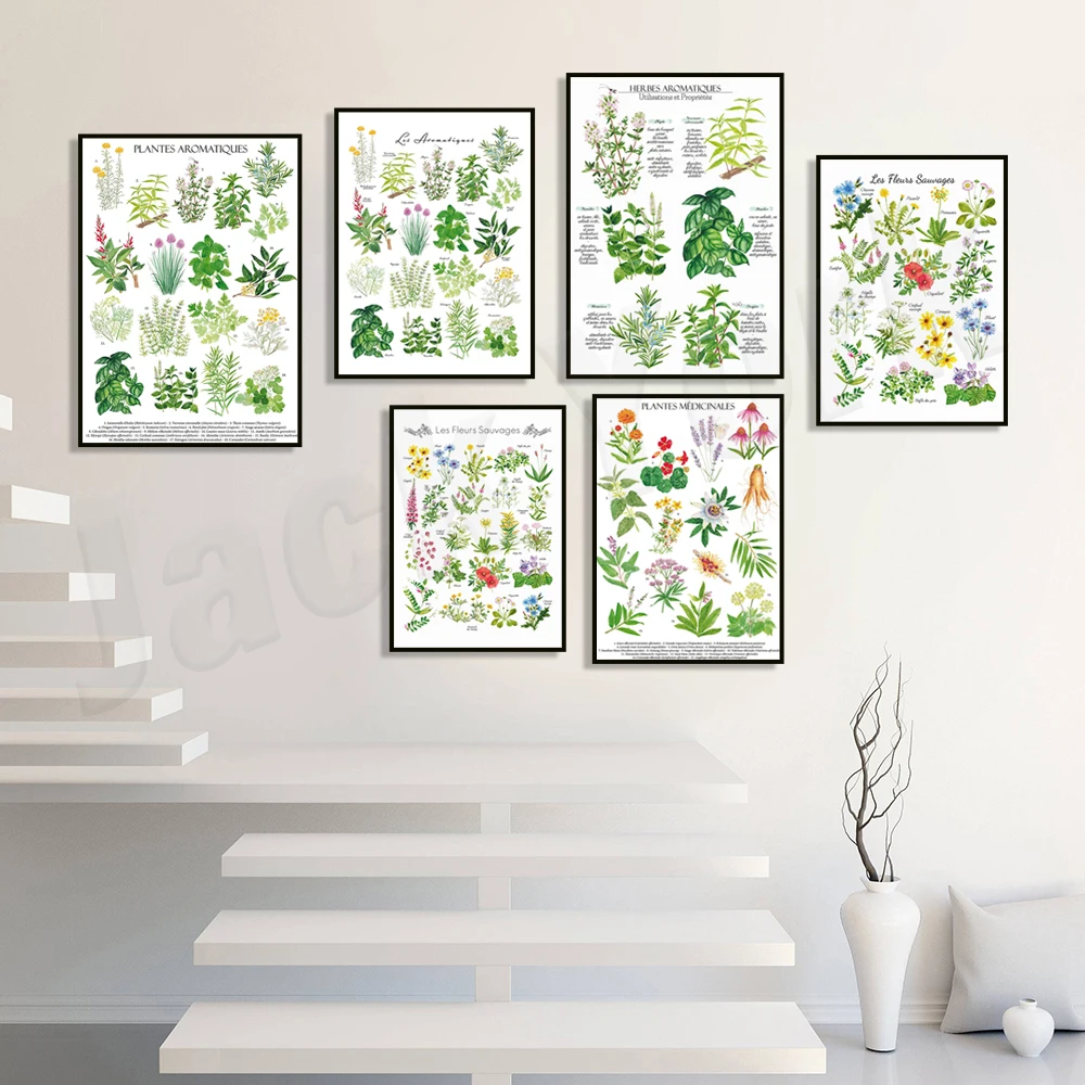 Herbal and aromatic poster, healing herbal plants, wild flowers, natural meadow and path plants, culinary herbal identification