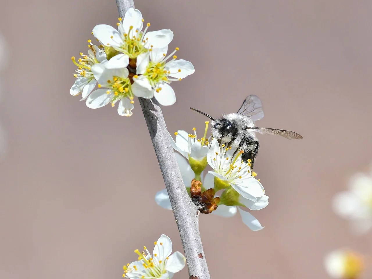 

Зарядное устройство HOTA D6 Ultra AC/DC 650W с технологией GaN, двухканальное, для LiPo/LiHV/Li-ion 1-6S, XT60, для FPV дронов и RC аккумуляторов