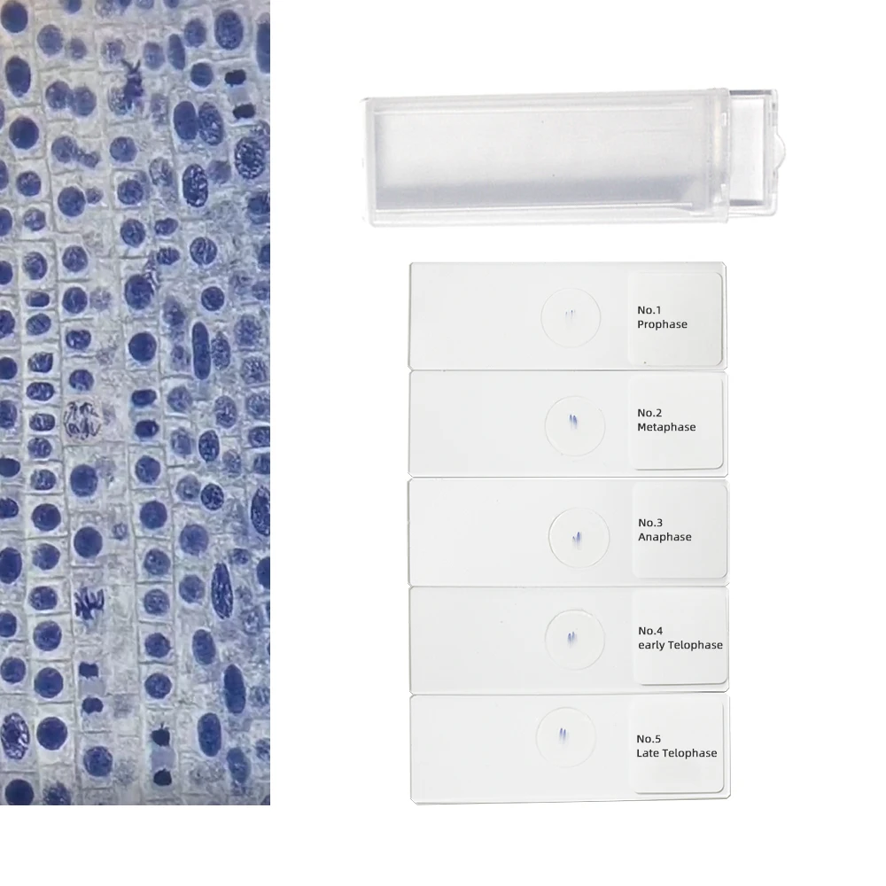 Onion Root Tip L.S 5pcs Mitosis Slides Set Mitotic Showing All Stages Clearly Plant Genetics Biology Prepared Slides