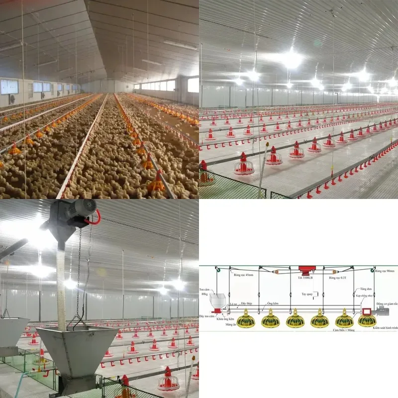 Automatic Chicken Feeding System Broiler Poultry House Equipment Line