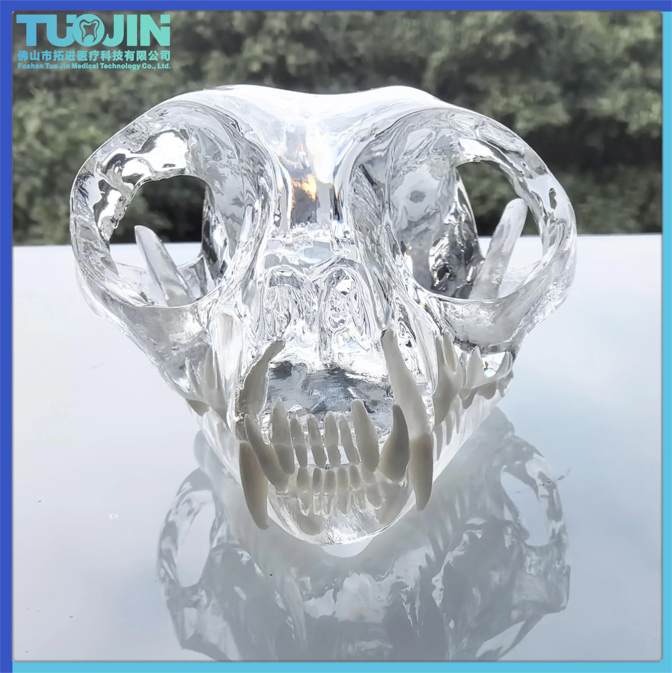 

Dental Teeth Model Cat Dentition Model Dental Instrument for Dentist Teaching Cat Head Bone Skull Skeleton Model Cat Skull