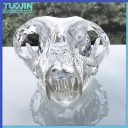 Dental Teeth Model Cat Dentition Model Dental Instrument for Dentist Teaching Cat Head Bone Skull Skeleton Model Cat Skull