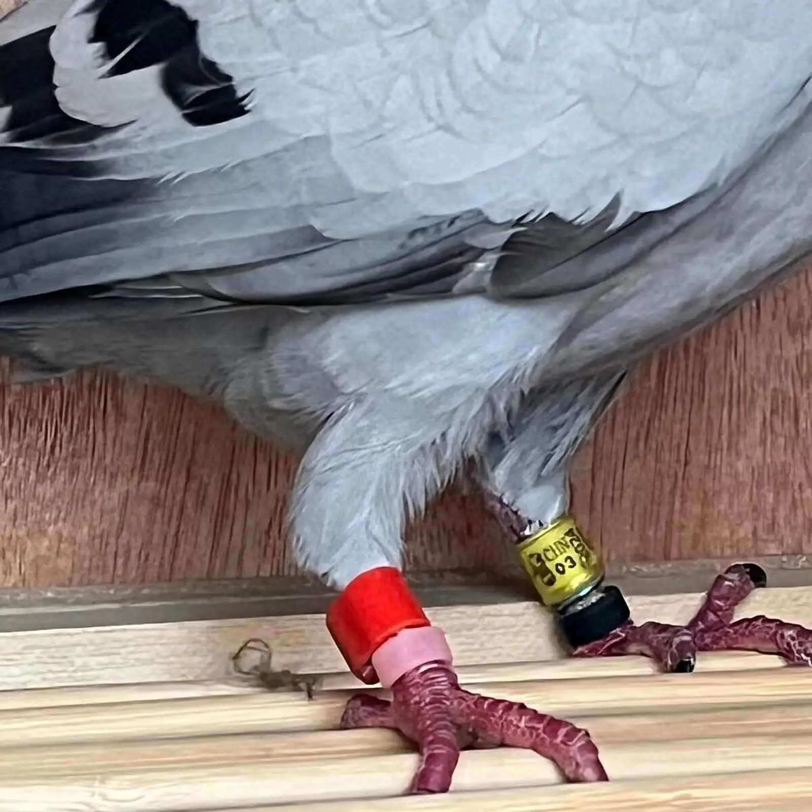 Bird Foot Rings Silicone Colorful Identification Leg Bands Mixed Marker Rings for Parrot Garden Cage