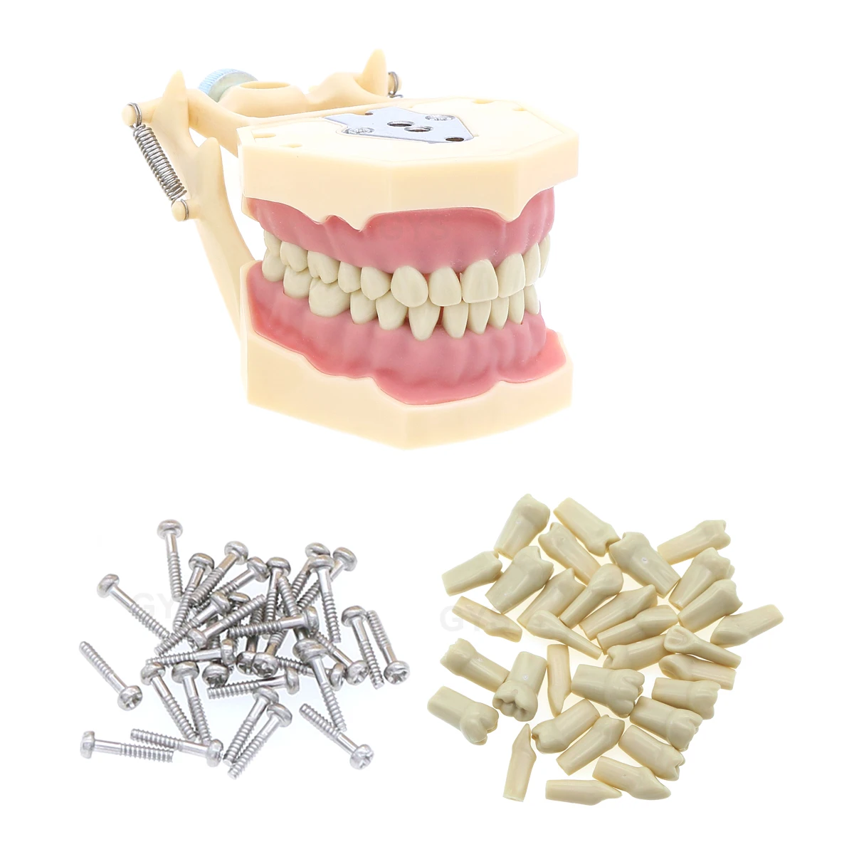 Sostituzione dei denti del modello dentale 32 pezzi modello di denti a vite Typodont pratica riempimento restauro Demo M8022 Fit Frasaco AG3 tipo