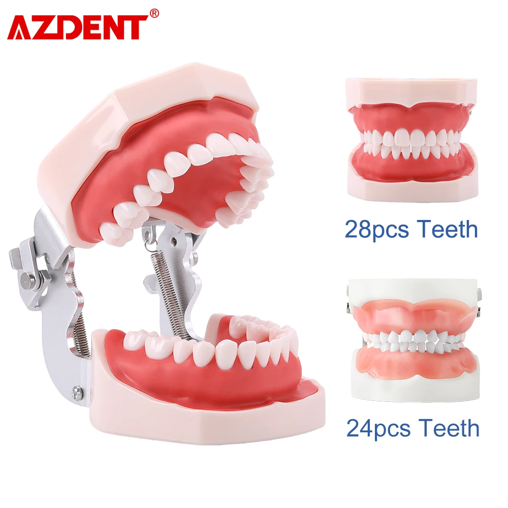 AZDENT Dental Resin Model Removable Training Typodont Teeth Model for Dentists Practice Adults Children Tooth Learning Model