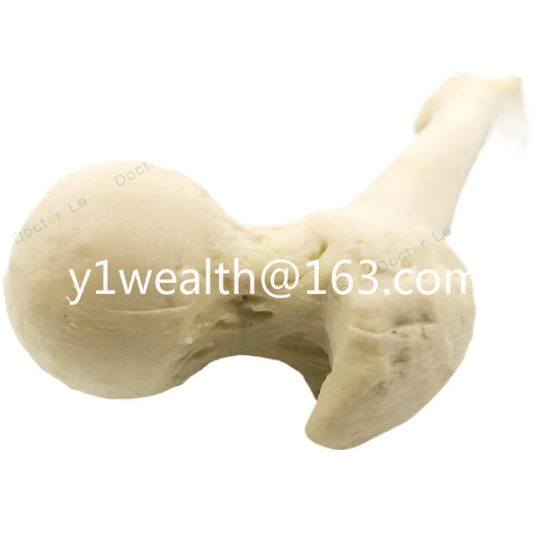 Simulated femur model Orthopedic operation Sawbone artificial cortical cancellous model