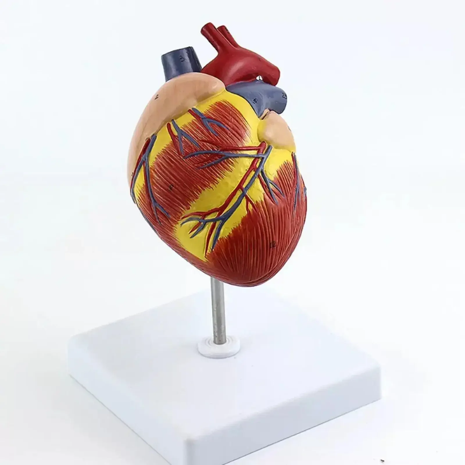 Dog\'s Heart Anatomical Animal Model Medical School