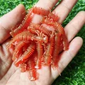 GD24 10PCS 01