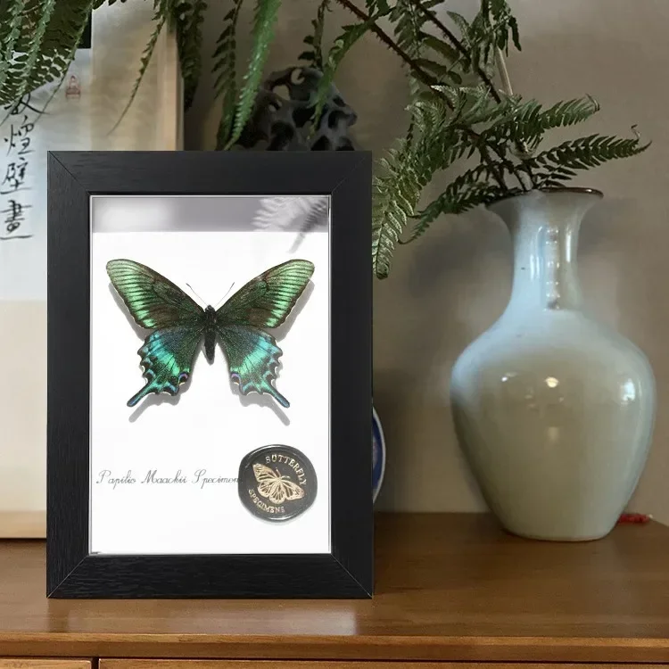 Green belt green butterfly spring butterfly specimen decorative painting ornament boyfriend and girlfriend birthday gift wooden