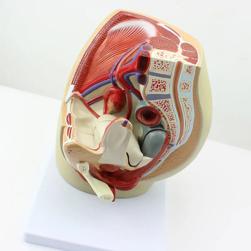 Female Pelvic Anatomy Model, Genitourinary Uterus Gynecology Medical Model, Tabletop Decoration