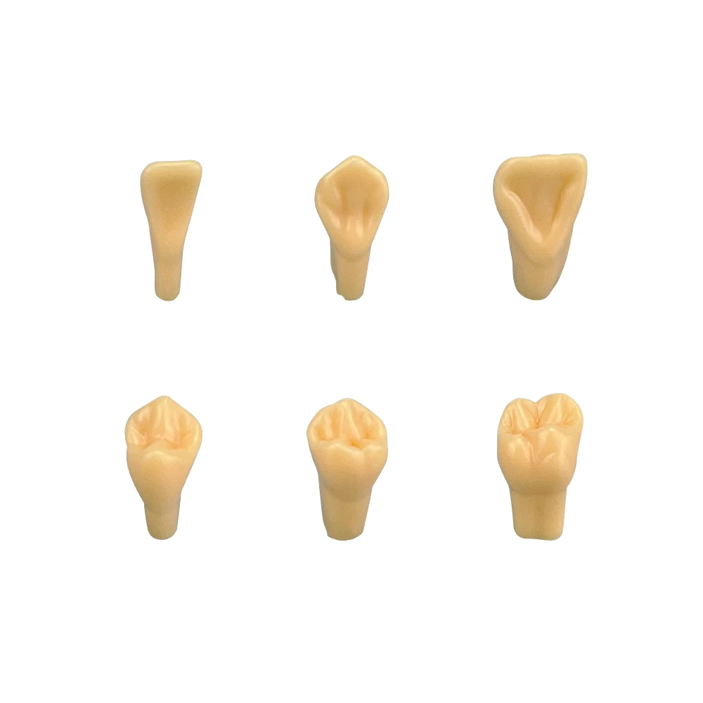 2 Times Carved Model Teeth Teaching Model Comparison Carving Tooth Model Dental Student Practice Study Tools Dentistry Products