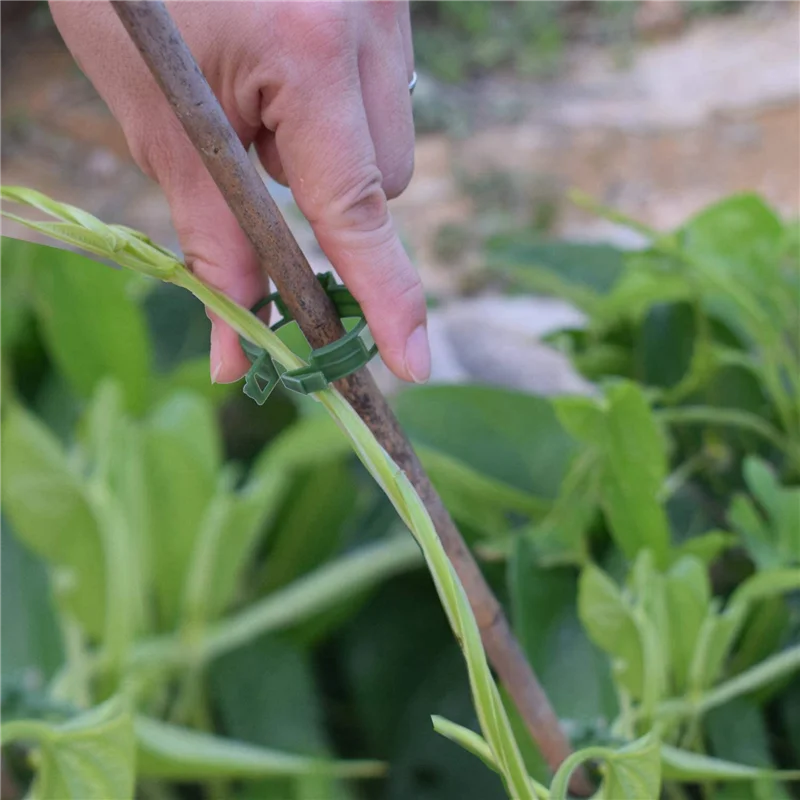 

Best Of 2025-1000 шт. Зажимы для поддержки садовых растений, зажимы для помидоров, зажимы для решеток, для огурцов, цветов, сквоша, лозы, внутренний диаметр 1 дюйм