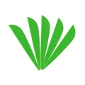 50pcs Green